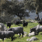 Toros de Adolfo Martín para la feria de Dax 2017