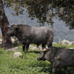 Toros de Adolfo Martín para la feria de Dax 2017