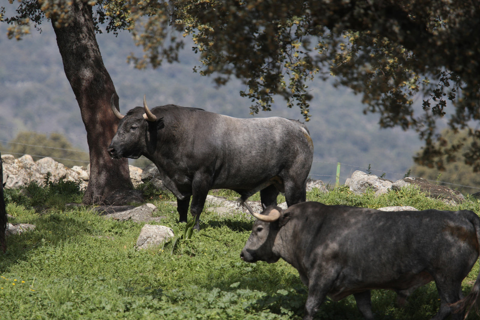 Toros de Adolfo Martín para la feria de Dax 2017