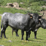 Toros de Adolfo Martín para la feria de Dax 2017