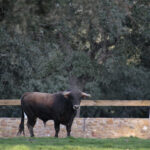 Novillos de José Cruz para la feria de Dax 2017