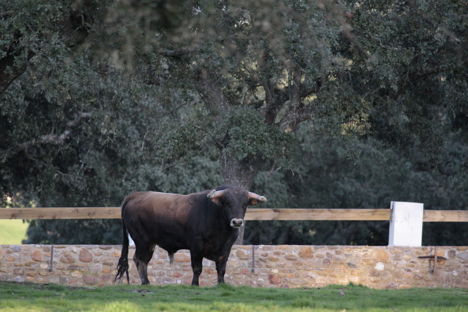 Novillos de José Cruz para la feria de Dax 2017