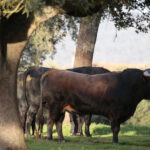 Novillos de José Cruz para la feria de Dax 2017