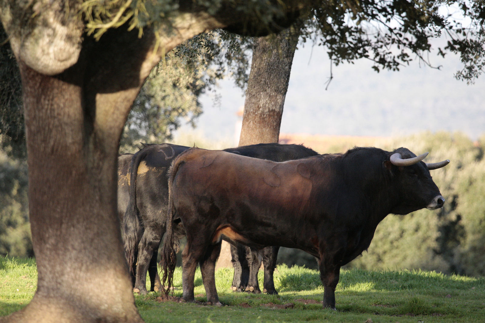 Novillos de José Cruz para la feria de Dax 2017