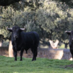 Novillos de José Cruz para la feria de Dax 2017