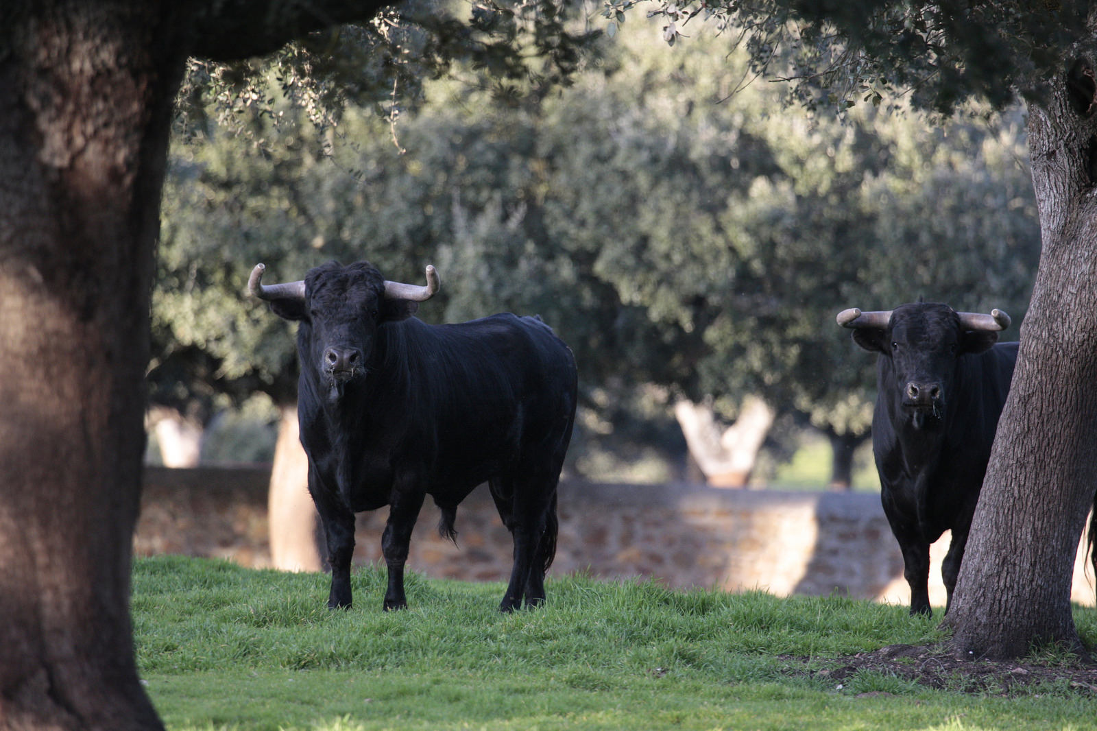 Novillos de José Cruz para la feria de Dax 2017