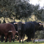 Novillos de José Cruz para la feria de Dax 2017