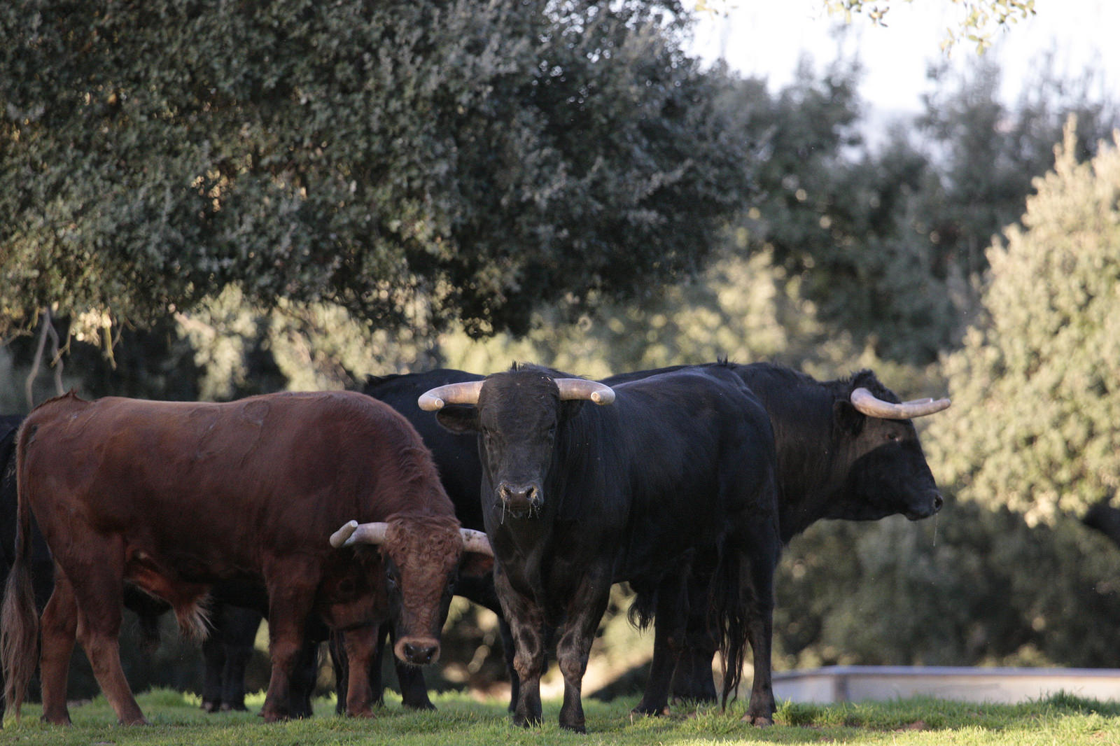 Novillos de José Cruz para la feria de Dax 2017