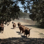 Toros de Pedraza de Yeltes para la feria de Dax 2017