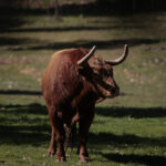Toros de Pedraza de Yeltes para la feria de Dax 2017