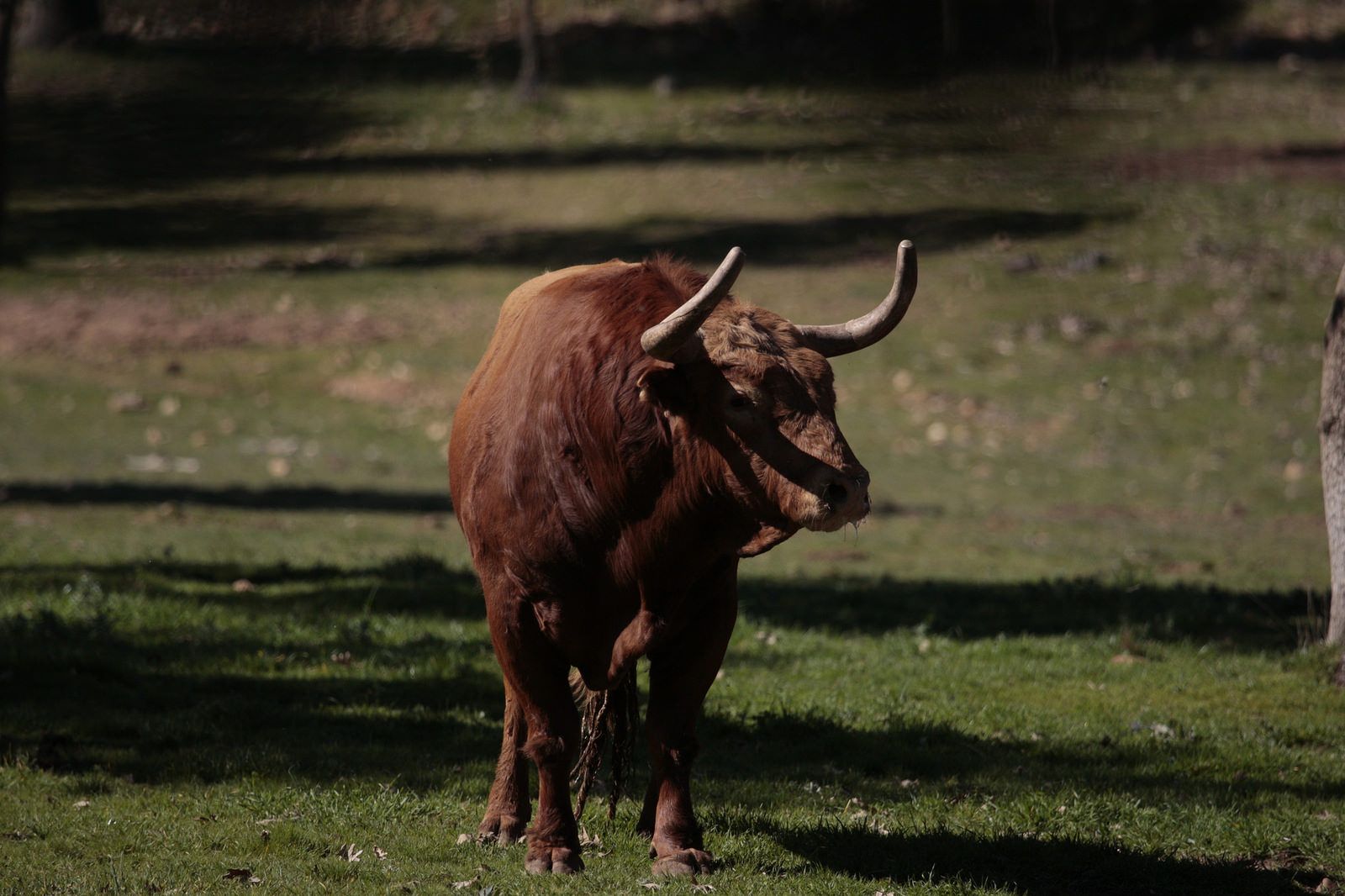Toros de Pedraza de Yeltes para la feria de Dax 2017