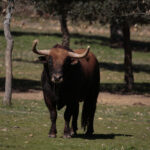 Toros de Pedraza de Yeltes para la feria de Dax 2017
