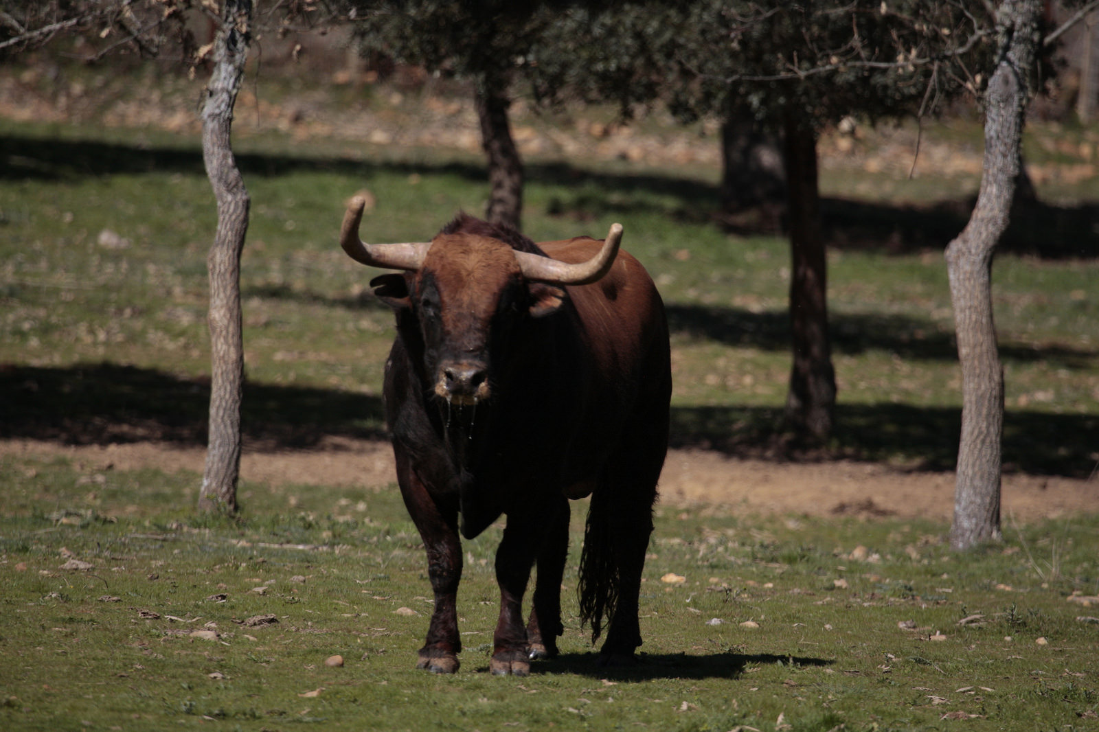 Toros de Pedraza de Yeltes para la feria de Dax 2017