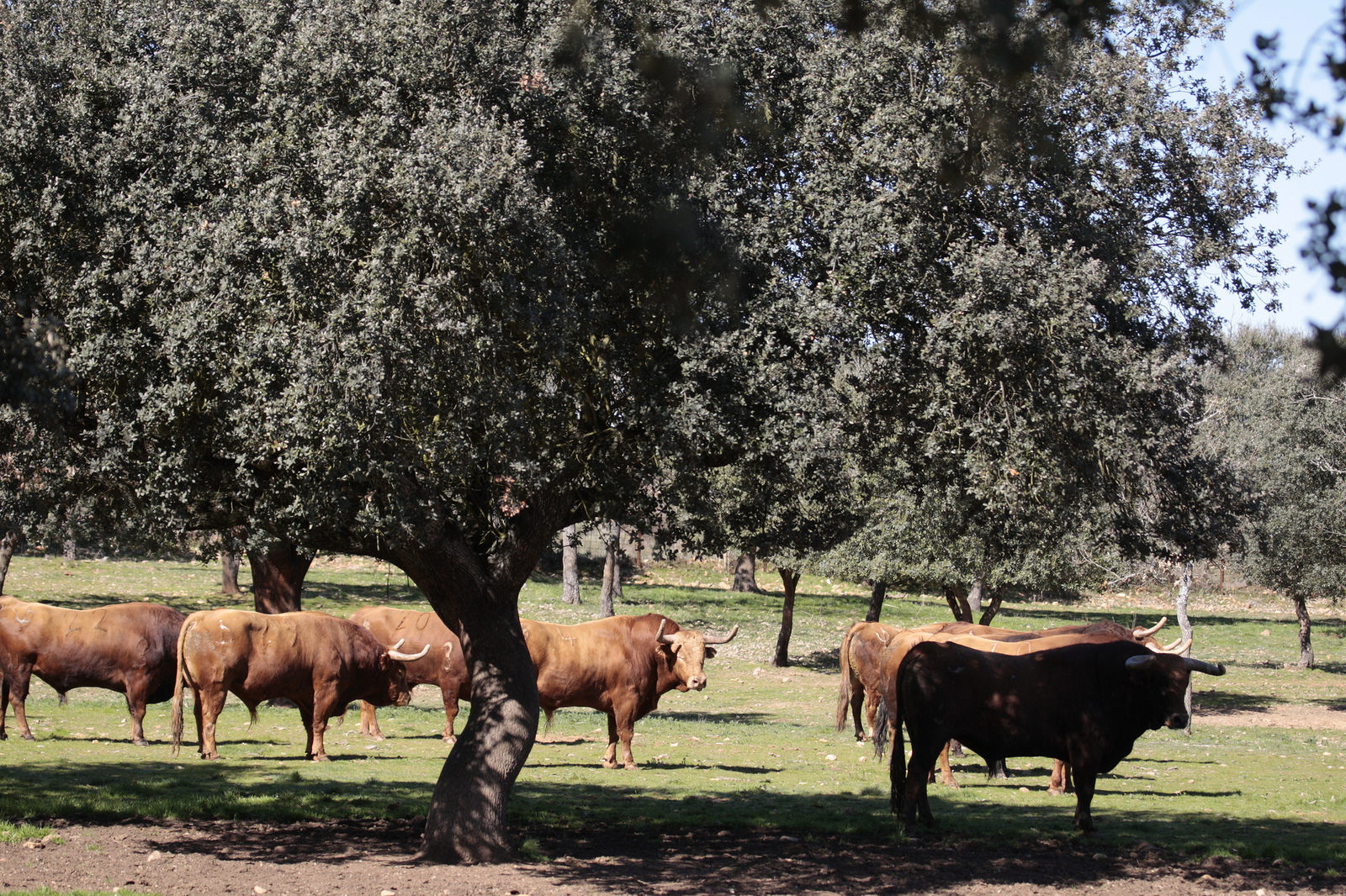 Toros de Pedraza de Yeltes para la feria de Dax 2017