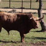 Toros de Pedraza de Yeltes para la feria de Dax 2017