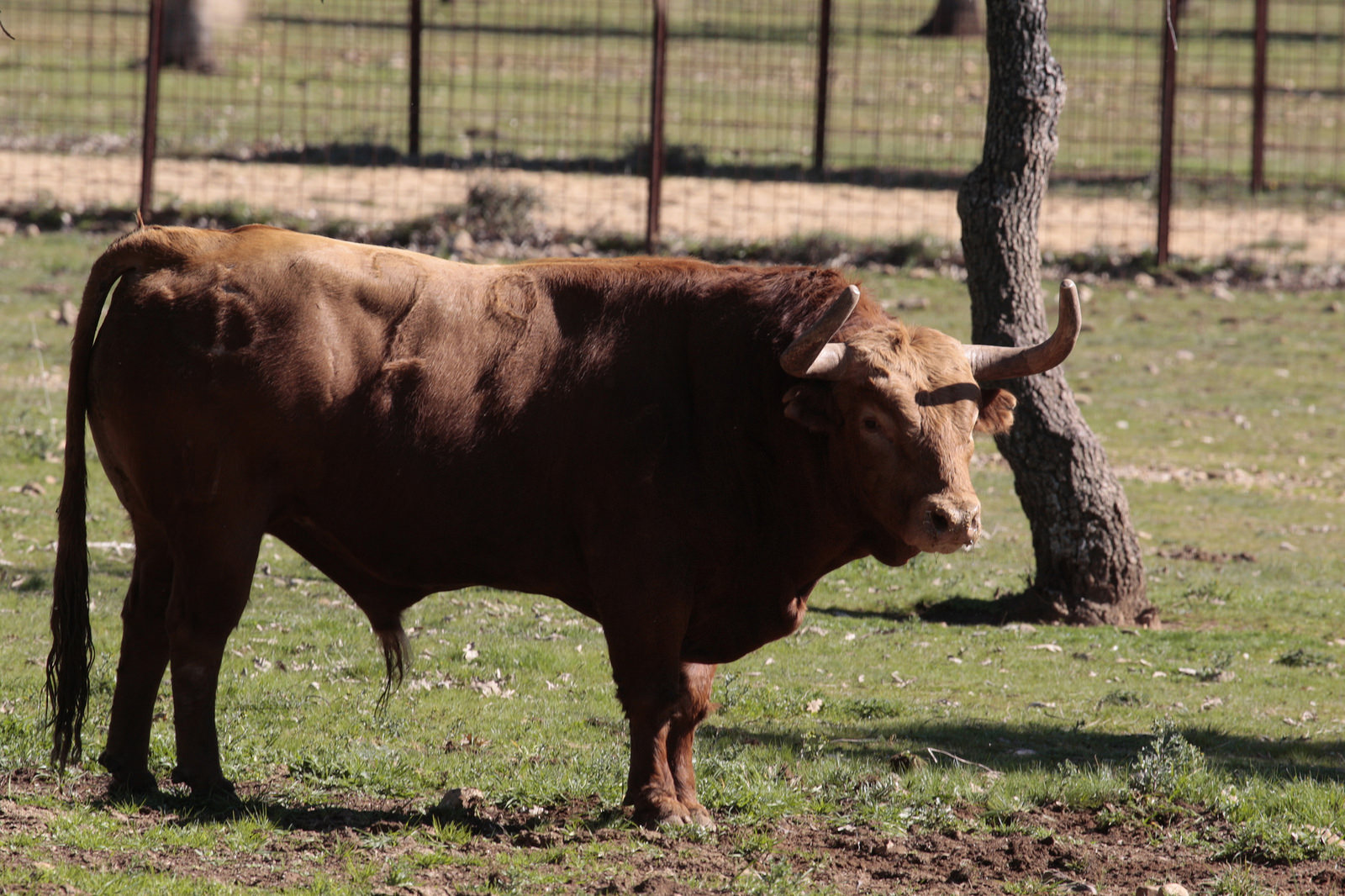 Toros de Pedraza de Yeltes para la feria de Dax 2017