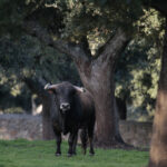 Novillos de José Cruz para la feria de Dax 2017