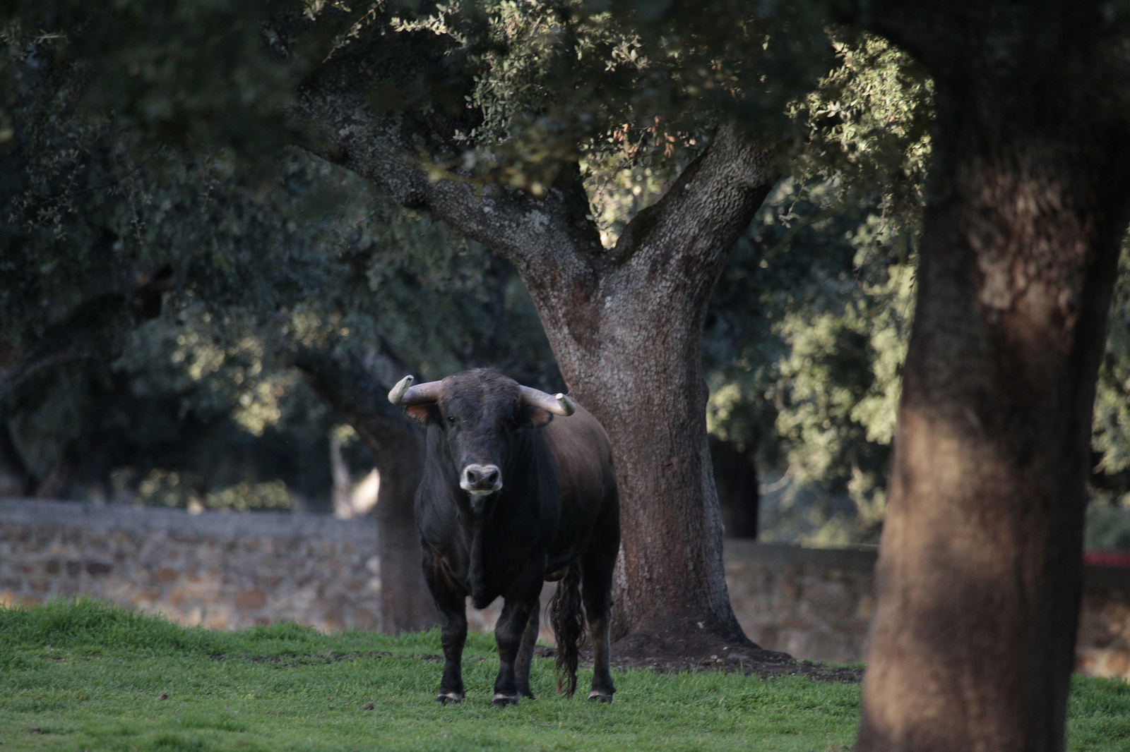 Novillos de José Cruz para la feria de Dax 2017