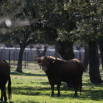 Toros de Pedraza de Yeltes para la feria de Dax 2017