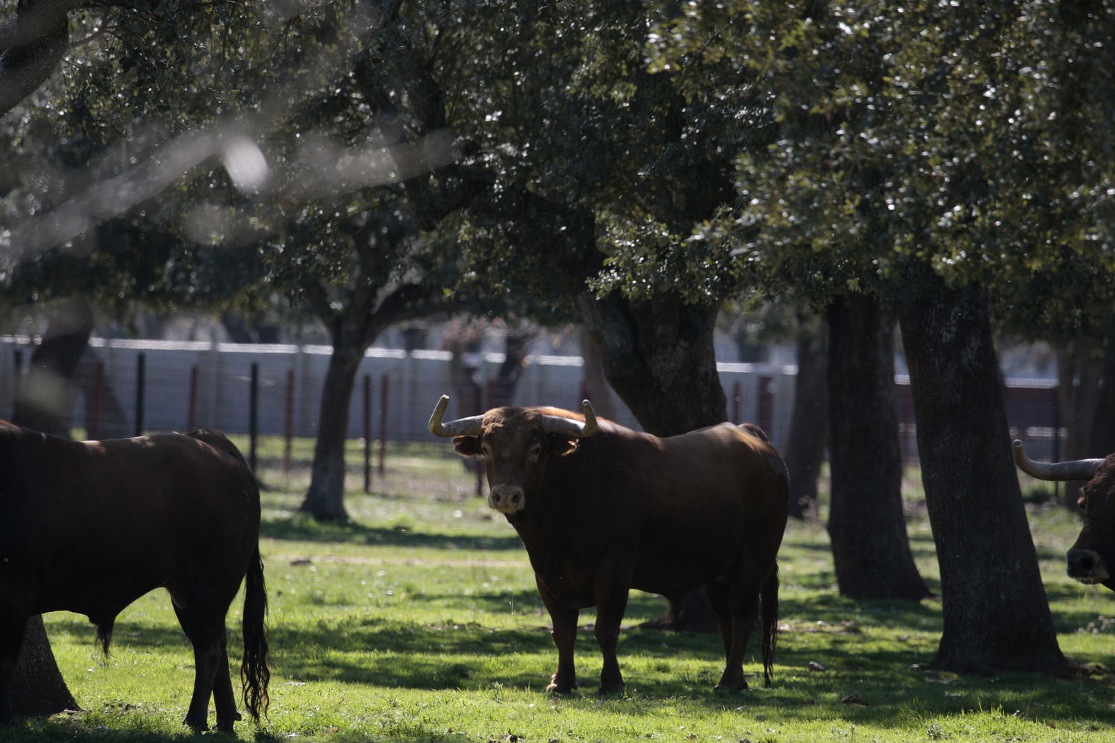 Toros de Pedraza de Yeltes para la feria de Dax 2017