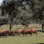 Toros de Pedraza de Yeltes para la feria de Dax 2017