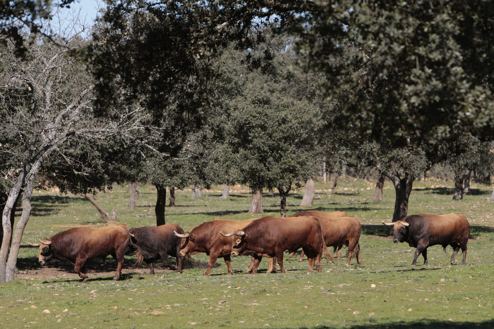 Toros de Pedraza de Yeltes para la feria de Dax 2017