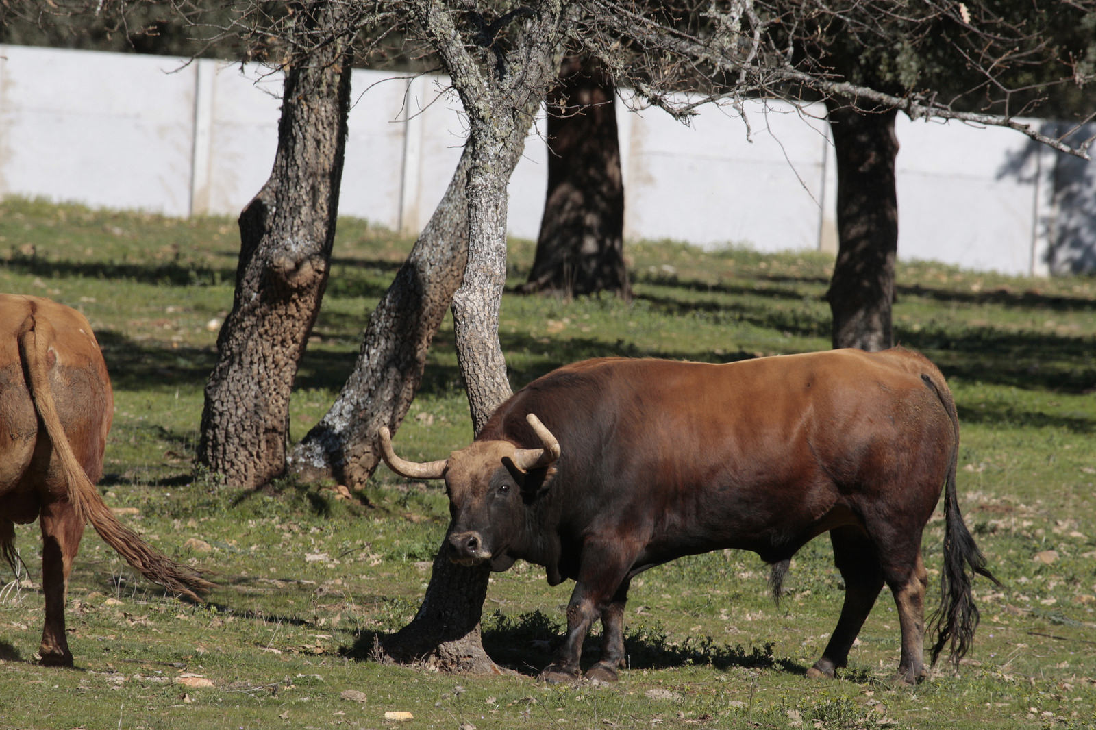 Toros de Pedraza de Yeltes para la feria de Dax 2017