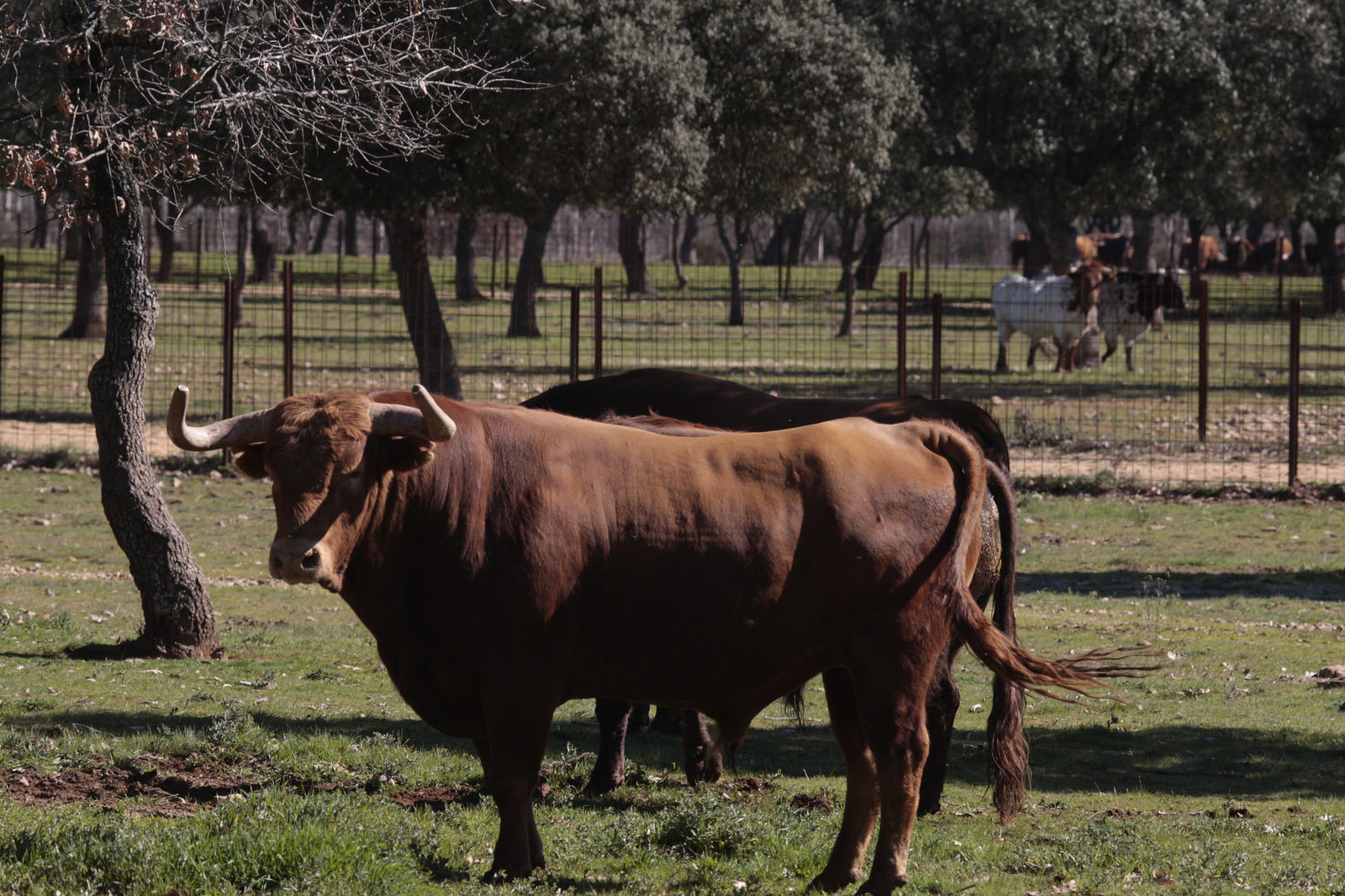 Toros de Pedraza de Yeltes para la feria de Dax 2017