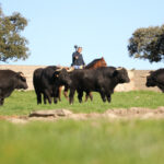 Toros de Puerto de San Lorenzo para la feria de Dax 2017