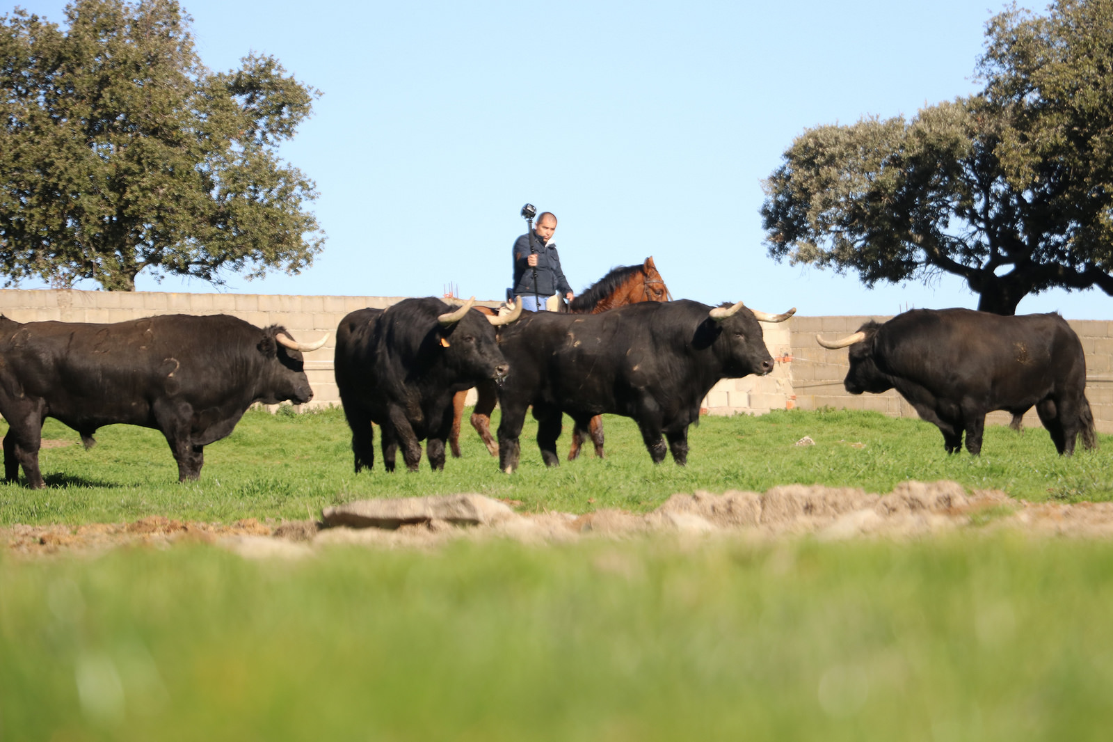 Toros de Puerto de San Lorenzo para la feria de Dax 2017