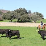 Toros de Puerto de San Lorenzo para la feria de Dax 2017