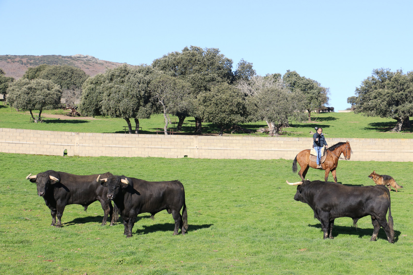 Toros de Puerto de San Lorenzo para la feria de Dax 2017