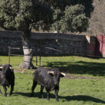 Toros de Puerto de San Lorenzo para la feria de Dax 2017