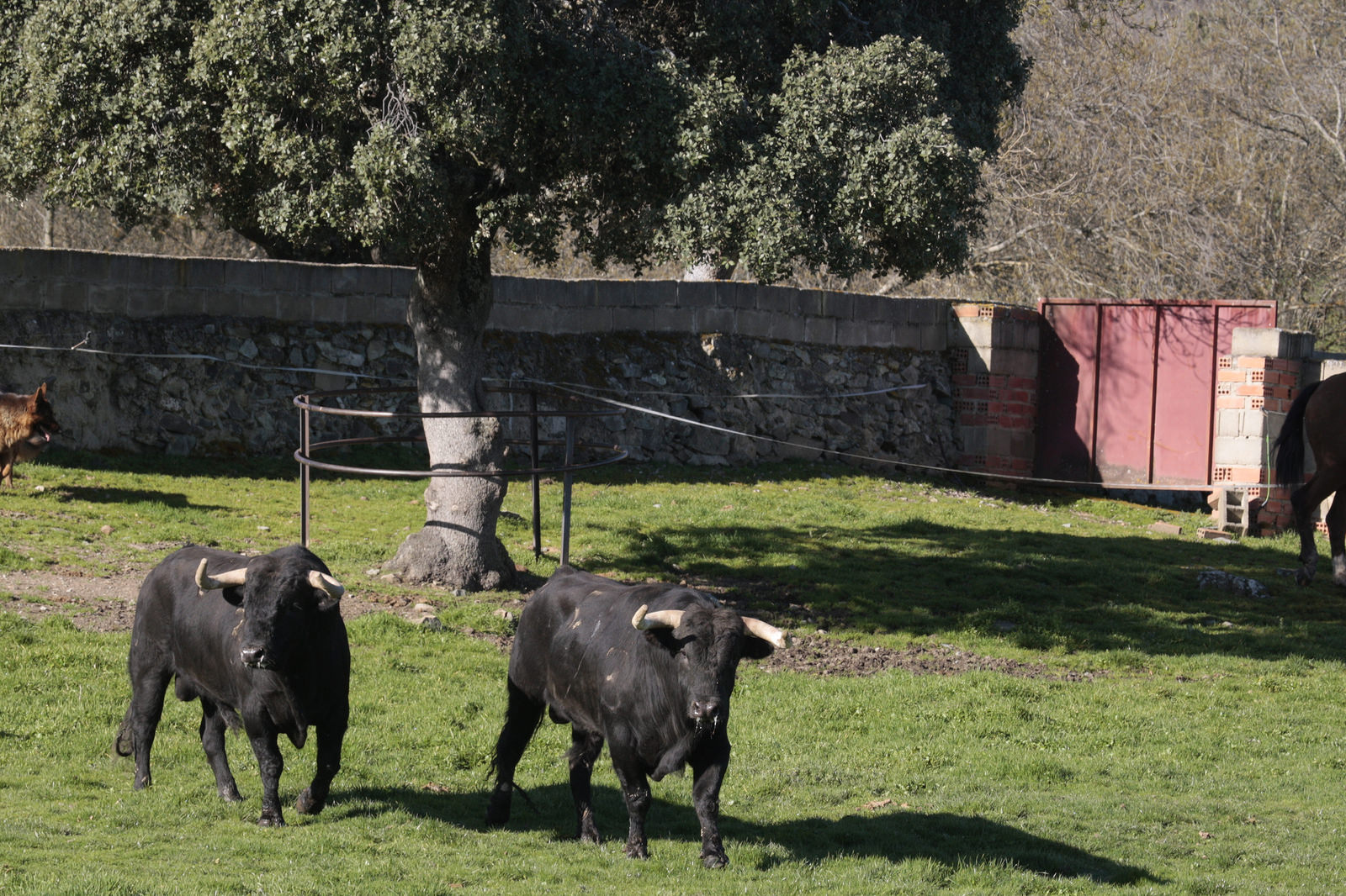Toros de Puerto de San Lorenzo para la feria de Dax 2017