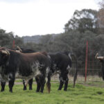 Toros de El Ventorrillo para la feria de Dax 2017