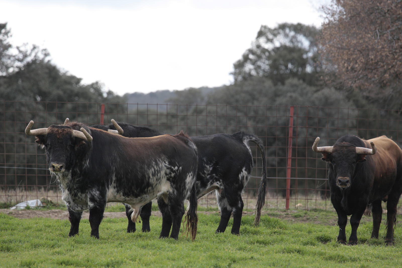 Toros de El Ventorrillo para la feria de Dax 2017