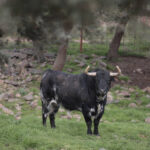 Toros de El Ventorrillo para la feria de Dax 2017