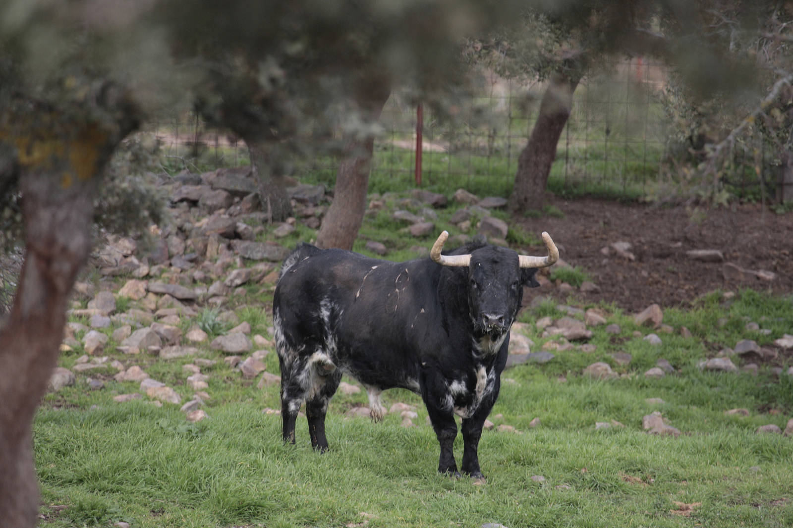 Toros de El Ventorrillo para la feria de Dax 2017