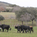 Toros de El Ventorrillo para la feria de Dax 2017