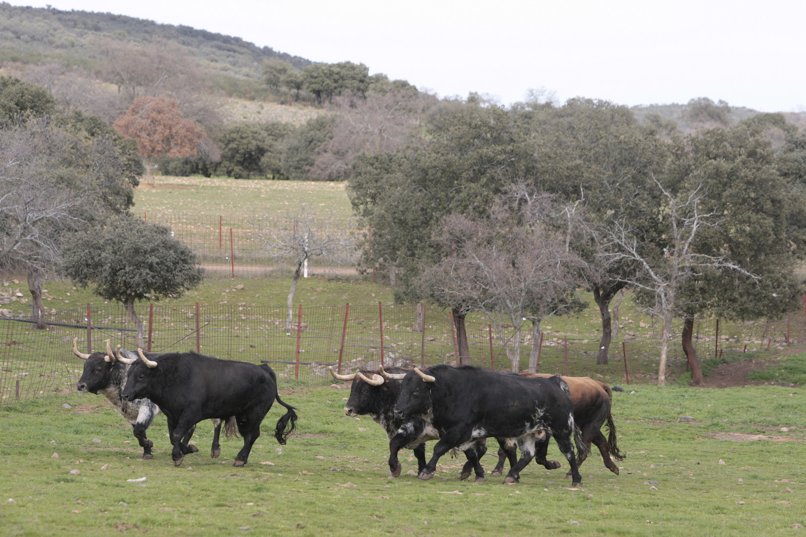 Toros de El Ventorrillo para la feria de Dax 2017