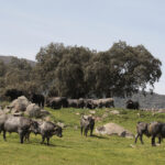 Toros de Adolfo Martín para la feria de Dax 2017