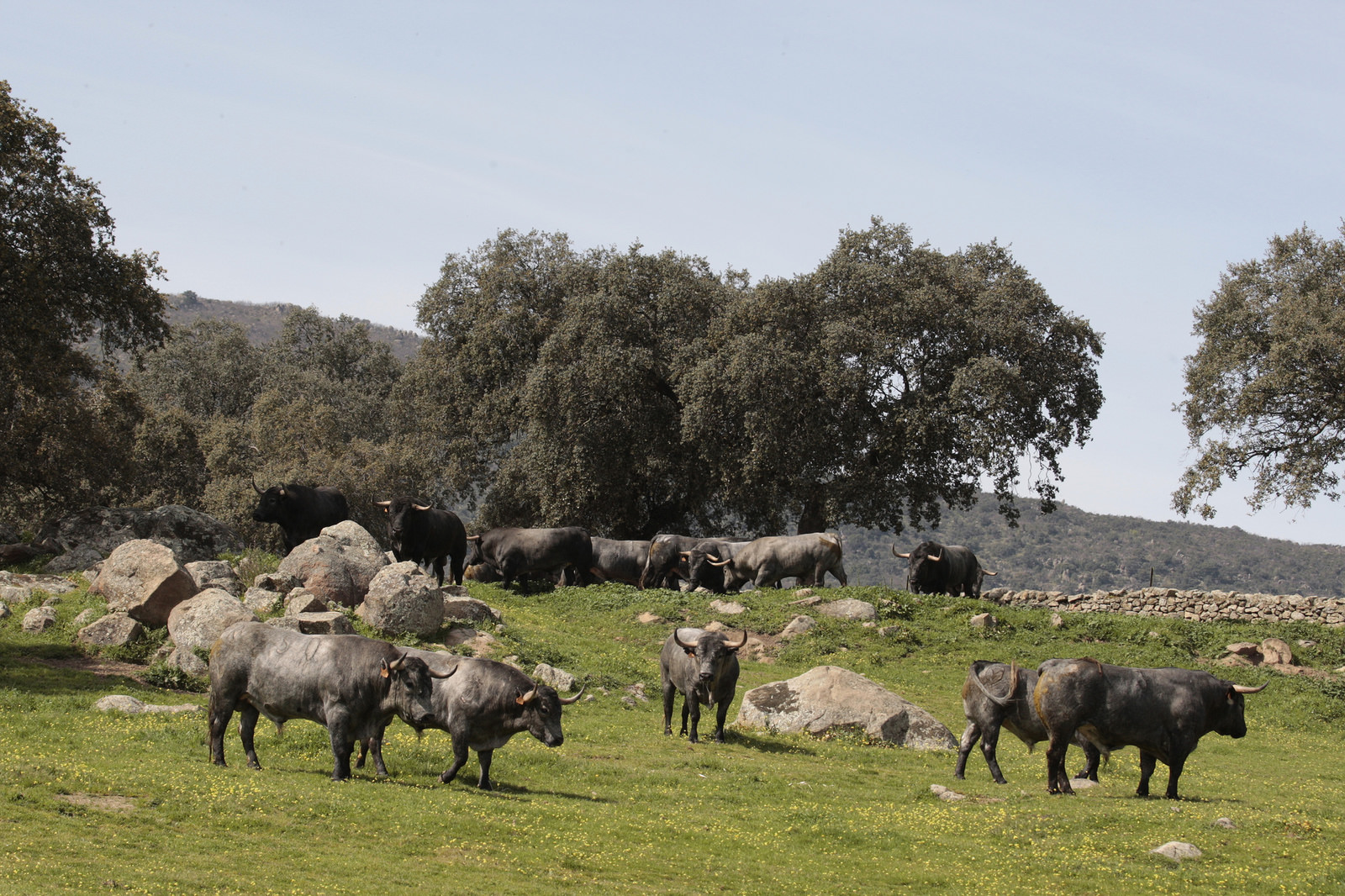 Toros de Adolfo Martín para la feria de Dax 2017