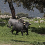 Toros de Adolfo Martín para la feria de Dax 2017