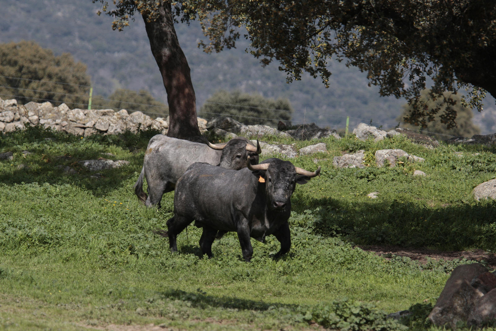 Toros de Adolfo Martín para la feria de Dax 2017
