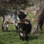 Toros de El Ventorrillo para la feria de Dax 2017