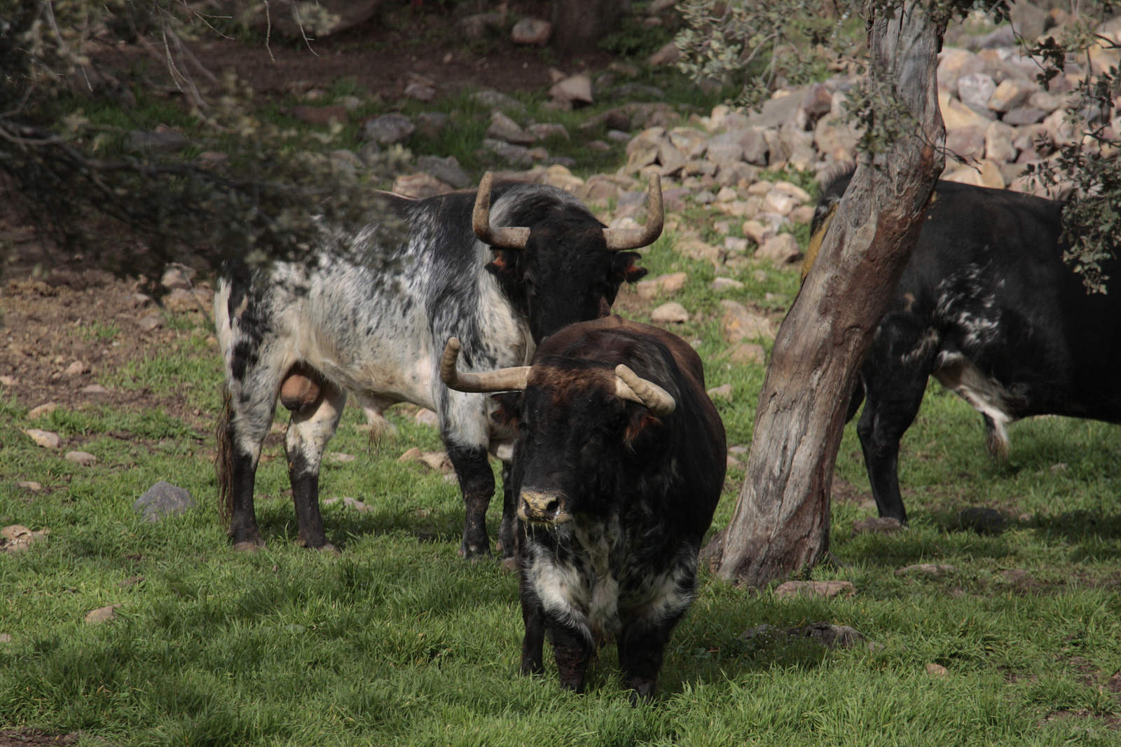 Toros de El Ventorrillo para la feria de Dax 2017