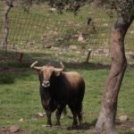 Toros de El Ventorrillo para la feria de Dax 2017