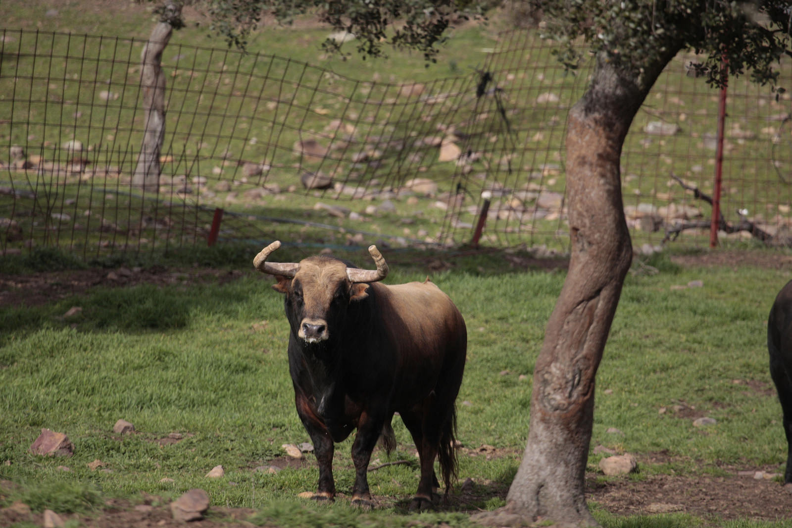 Toros de El Ventorrillo para la feria de Dax 2017