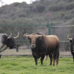 Toros de El Ventorrillo para la feria de Dax 2017
