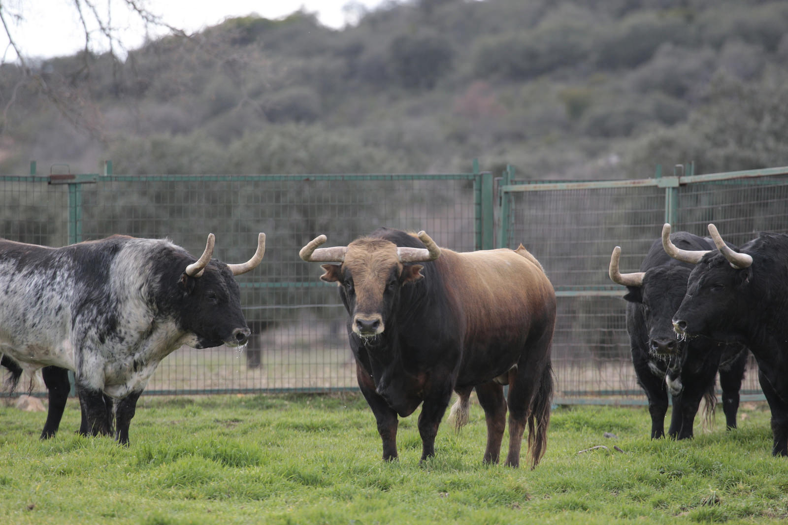 Toros de El Ventorrillo para la feria de Dax 2017